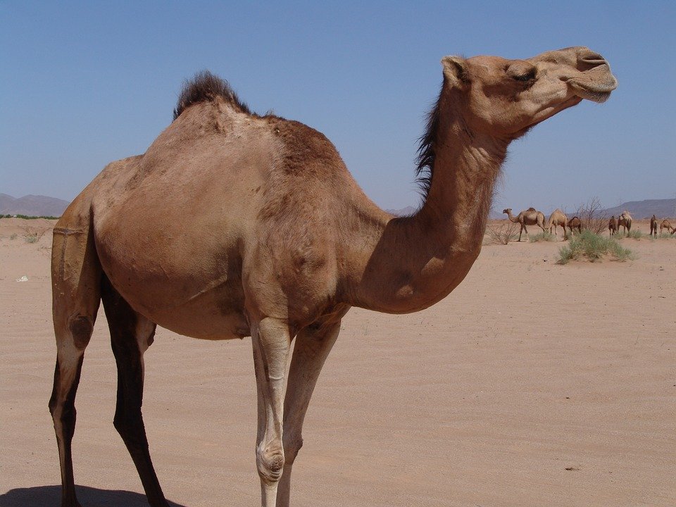Caption: Camel in the desert